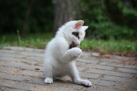 White kitten playing with pine cone in the gardenの写真素材