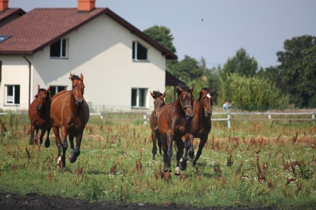 Horse herd running free at the field in summerの写真素材