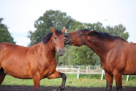 Two brown horses fighting in the herd for dominanceの写真素材