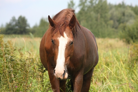 Brown horse portrait at the field in summerの写真素材