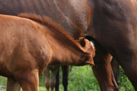 Brown foal drinking milk from his motherの写真素材