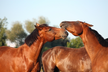 Two brown horses fighting playfully at the pastureの写真素材