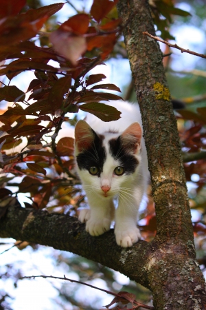Cute three colored kitten resting on the tree branchの写真素材