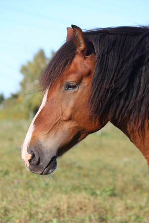 Portrait of beautiful piebald horse の写真素材