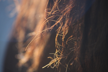 Brown beautiful horse mane close up の写真素材