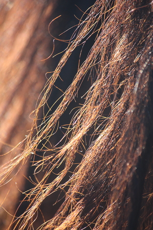 Brown beautiful horse mane close up の写真素材