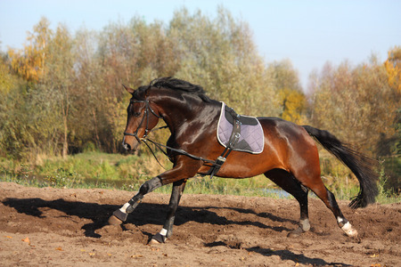Beautiful bay hanover horse galloping in autumn