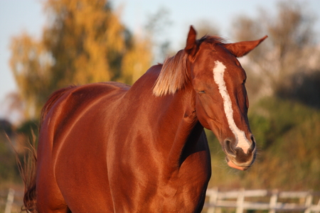 Chestnut horse shaking its mane in autumnの写真素材