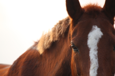 Chestnut horse eye close up  during sunsetの写真素材