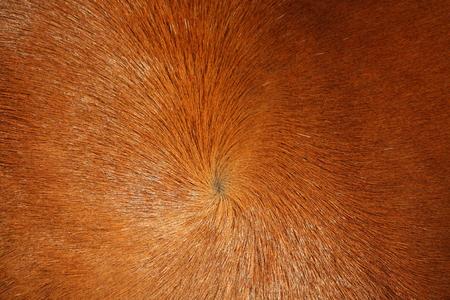 Close up of brown horse furの写真素材