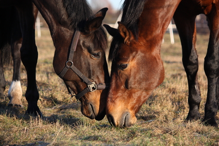 Two horses eating grass at the pasture togetherの写真素材