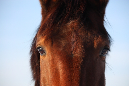 Close up of beautiful brown horse eyeの写真素材