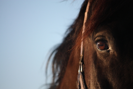 Close up of beautiful brown horse eyeの写真素材
