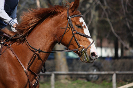 Chestnut horse portrait with bridle during showの写真素材