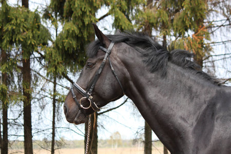 Portrait of black sport horse with leather bridleの写真素材