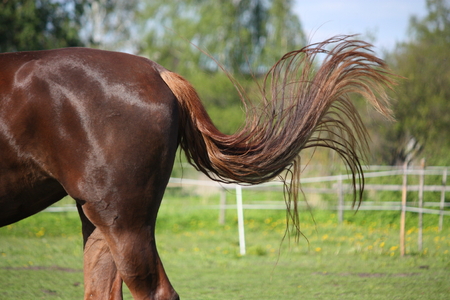 Brown horse swinging its tail to protect from insectsの写真素材