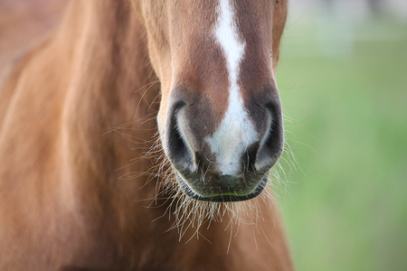 Chestnut foal with white stripe muzzle close upの写真素材