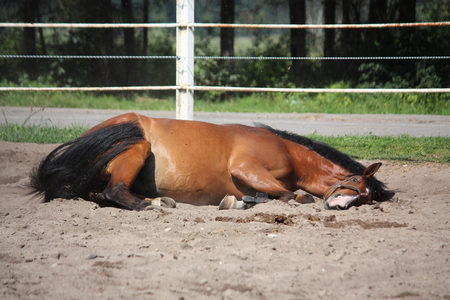Brown horse playfully rolling on the groundの写真素材