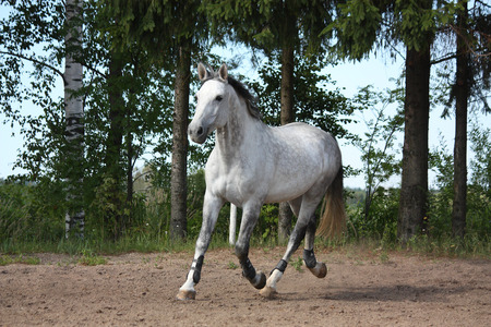 White latvian breed horse trotting at the field near the treesの写真素材