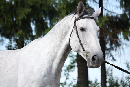Gray latvian breed horse portrait with black bridleの写真素材