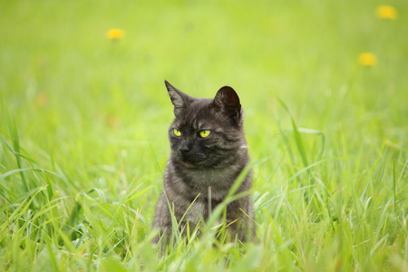 Gray kitten with green eyes sitting in the grassの写真素材
