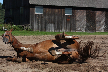 Funny brown horse rolling on the ground in summerの写真素材