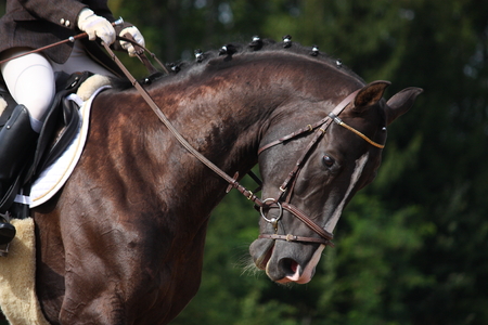 Beautiful brown sport horse portrait during dressage competitionのeditorial素材