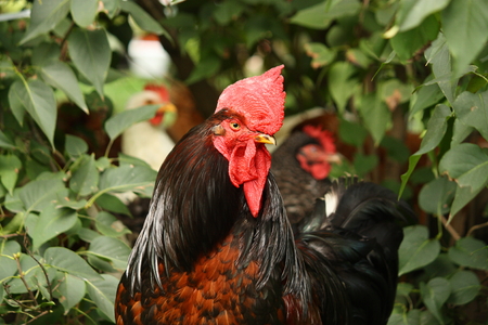 Black and red rooster portrait in summerの写真素材