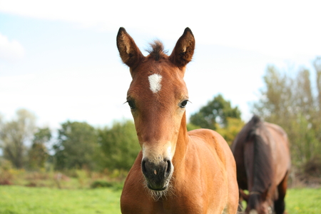Cute brown foal portrait in summer at the pastureの写真素材