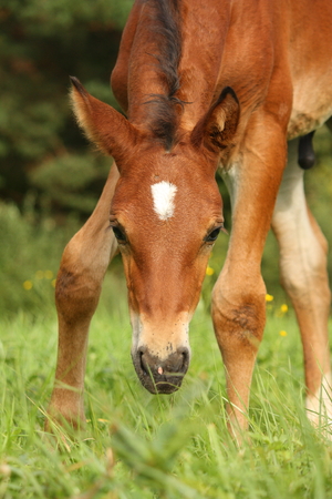 Cute brown foal portrait in summer at the pastureの写真素材