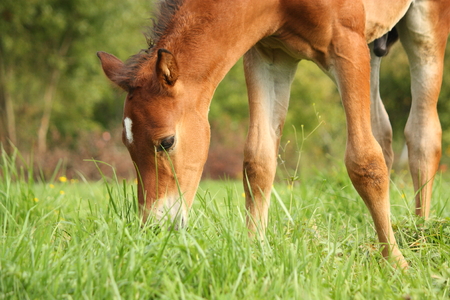 Cute chestnut foal at the grazing in summerの写真素材