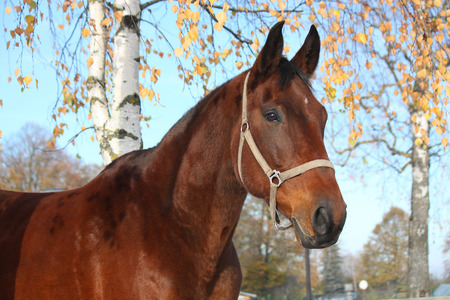 Beautiful bay latvian sport horse portrait in autumn