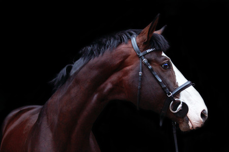 Beautiful bay horse with bridle portrait on black backgroundの写真素材