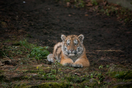 Beautiful tiger cub resting on tjhe ground in forest