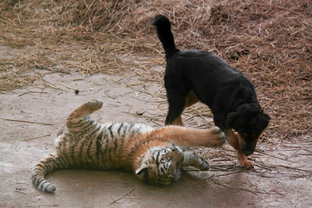 Cute tiger pup playing with black dogの写真素材