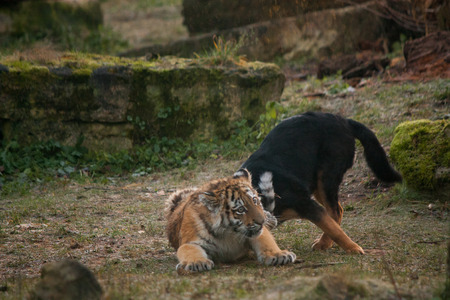 Cute tiger pup playing with black dogの写真素材