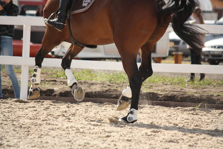 Cantering horse legs close up during showの写真素材