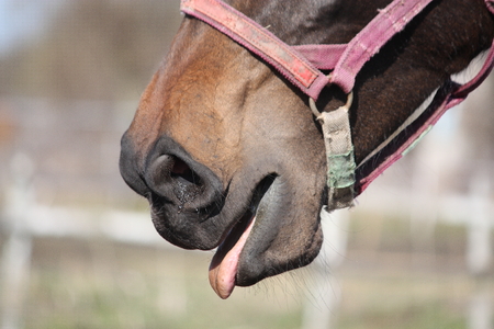 Close up of brown horse with halter yawningの写真素材