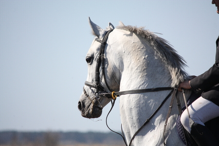 Gray sport horse portrait during competitionの写真素材