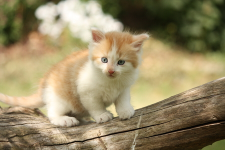 Happy white red kitten resting on the tree stumpの写真素材