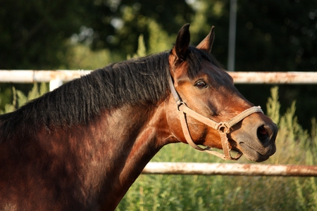 Portrait of brown horse neighing in summerの写真素材