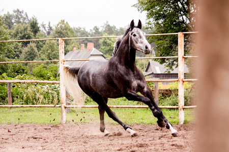 Happy energetic gray horse running in summerの写真素材