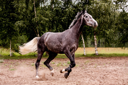 Happy energetic gray horse running free in summerの写真素材