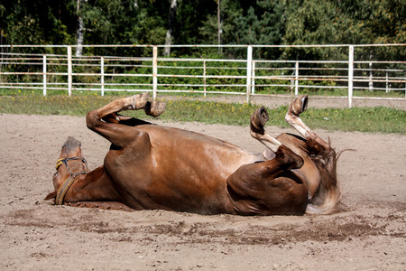 Chestnut horse rolling in the sand at the fieldの写真素材