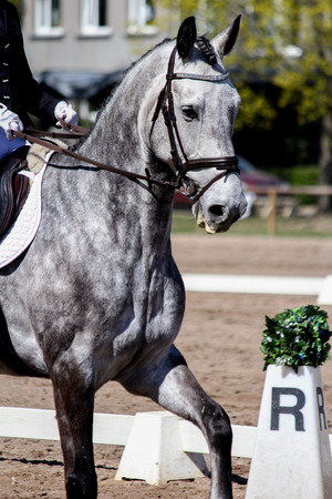 Portrait of beautiful gray horse during dressage showの写真素材