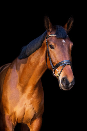 Portrait of brown sport horse on black backgroundの写真素材