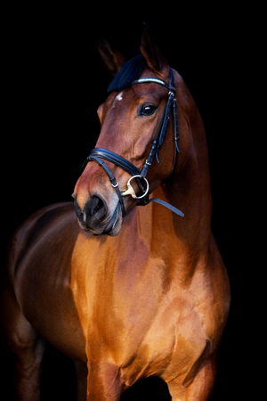 Portrait of brown sport horse on black backgroundの写真素材