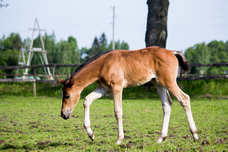 Brown foal grazing at the pasture in summerの写真素材