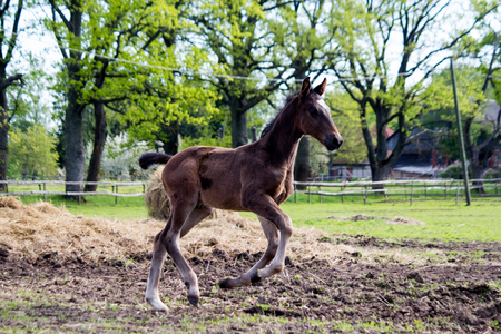 Brown foal running at the field happy in summerの写真素材
