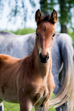 Portrat of cute small bay foal in summer pastureの写真素材